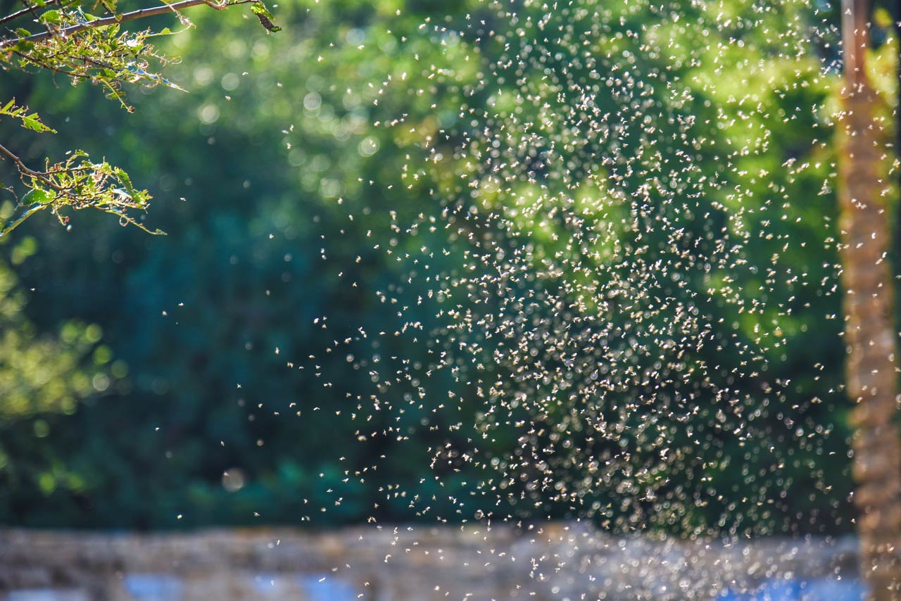 Mosquito control